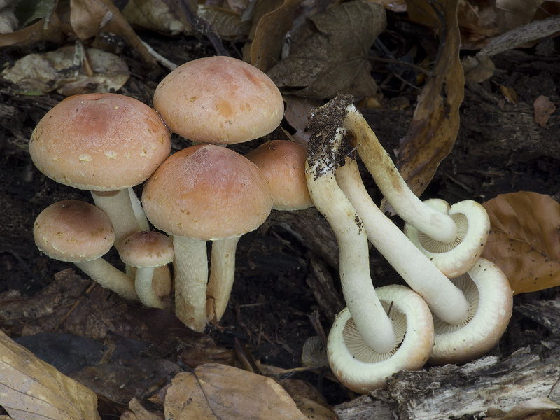 Hypholoma lateritium